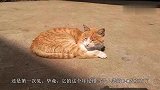 24岁的老猫牙都掉光了，主人待它如家人一般，看完泪崩了！