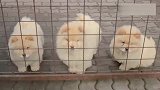 一群肉团子听见主人召唤时的反应，真是太可爱了！