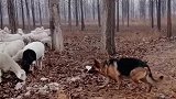 可以看管整个羊群的小狗