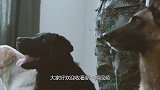 战斗力最强的藏獒，连狮子都不怕，为啥不能成为军犬呢？