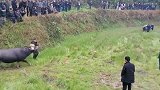 田地里的斗牛太精彩了，人手不够；拉脚都拉不动了！