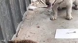 我一动不动就击败狗子