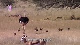 两名男子骑鸵鸟赛跑，结果却掉了下来，镜头拍下全过程