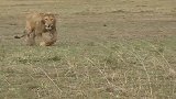 年轻雄狮被2头地主雄狮追赶至口吐白沫：快跑，要不就没命了