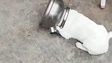 把狗头卡在水壶里，也不知道里面有什么好东西
