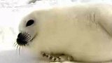 海豹宝宝看着白胖可爱，但它们的叫声听起来可凶