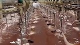 鸭子游泳，一个也跑不了