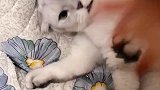 团子被盘了第一部