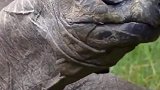 全球最长寿乌龟迎来191岁生日！它出生时邮票电话都没发明
