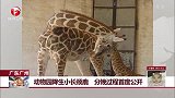 动物园降生小长颈鹿 分娩过程首度公开