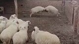羊圈里的运动会看谁头硬顶得住