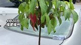 福建福州：小区停车场闲置轿车后备箱长出一棵树