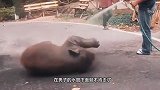 大象不小心踩坏洒水器，手忙脚乱将其堵上，接下来的举动太可爱