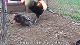 公鸡踩蛋是怎么一回事