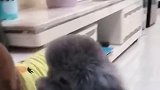 妲己猪就是这么豪横，孙胖妞还想给它动用家法，没想到它这么气人
