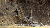 花豹去泥潭喝水，没想到意外发现鲶鱼，花豹：猫吃鱼你没见过吗