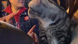 看热闹的猫，很乖很萌