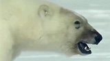 北极熊来袭，小海豹的样子笨笨的，它能否逃过一劫？