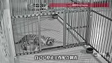 网红小老虎死亡被隐瞒，网友质疑投喂资金去向，涉事动物园园长发声