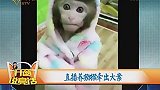 女子直播养猕猴，警方顺藤摸瓜，打掉贩卖猕猴产业链
