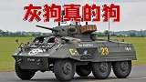 神经哥解说：灰狗装甲车是真的狗，把虎式坦克当狗溜！