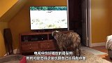 狗狗陪主人看动物世界,豹子出场时,狗子的反应太搞笑了
