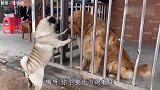 爆笑四川话配音：狗子救亲，配上四川方言独特语调，肚儿笑痛