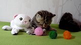 好漂亮的小猫咪，玩小球的奶猫，真是可爱极了！