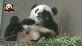 熊猫宝宝到底吃了多少可爱，才能萌成现在这个样子啊？