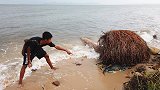 渔民发现枯死的椰子树，将手伸进里面乱摸，想不到有意外惊喜！