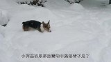 主人带“胖儿子”玩雪，竟被主人“活埋”，狗：我不要面子嘛？