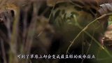 为什么非洲草原从来都没有老虎？专家说出真相，原因很现实！