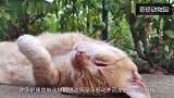 猫咪面临离世时为什么要离家出走