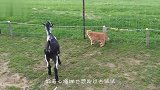 橘猫和黑猫同时翻墙！动作完美同步，网友：这该死的默契！