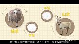 衬衫配毛衣怎么穿才没毛病
