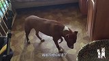 斗牛犬做错事被女主人骂，看表情就知道这事不小