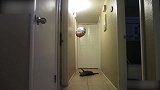 小猫抓住丝带，直接把气球拉了下来，真是惊奇！