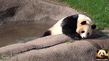 “假扮”熊猫的“演员”上班时间不好好工作，又是泡澡，又是睡觉