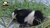 竹棍太硬，熊猫小乖乖使出洪荒之力还是没能咬动，努力的样子好萌
