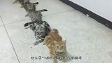 13只猫咪集体进食，突然2只猫咪大暴动！下一秒请憋住别笑！
