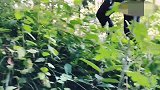 搞笑四川方言视频：小伙翻山越岭寻找长寿村