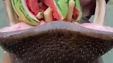 第一次见河马吃西瓜，这场面真是难得一见，网友牙口真好