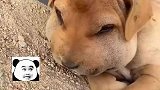 可怜狗狗被咬后肿成表情包