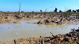 野外水坑干透了，鱼都在挣扎