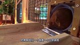 为了给豚鼠搬家，建了一座“高架桥”，豚鼠们竟然井然有序通过