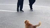 狗狗开心的走着，找小花路上空气都很甜
