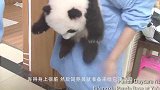 熊猫妈妈吃竹子太认真，忽然想起自己儿子不见了，这举动太搞笑