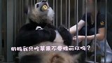 熊猫：苹果我留下了！孩子你也不能抱走