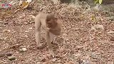 实拍：孤儿猴去找吃的，很努力......