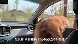 金毛非要坐在副驾驶，铲屎官差点崩溃了，看完忍住别笑